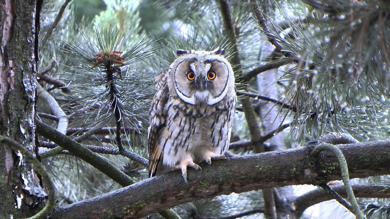 Owl watching me! YouTube