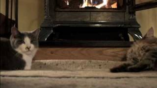 Portrait Of A Cat By Brett Campbell