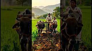 Husband And Wife Working in Field #viral #garib ki kahaniya #love #shorts #animation