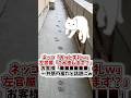 【ショート反応集】✨🎉㊗️200万回再生㊗️🎉✨　「コンクリートに猫の足跡」お客さまの反応に誰もが共感するwwwww #shorts #2ch