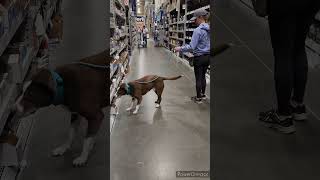 Scentwork at Lowes with 2 dogs.