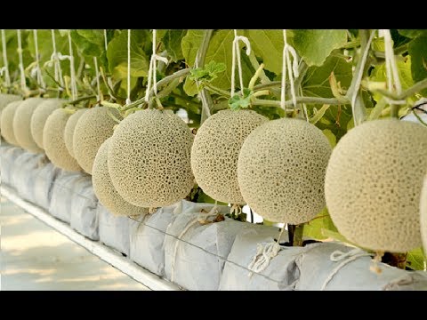 Video: Athena Melon Care – Athena melionų auginimas sode