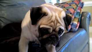 Guilty Pug - Bandit the Pug (Original)