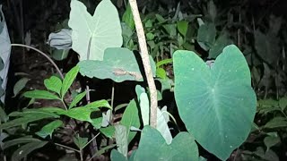 Ungkap Misteri Rumit