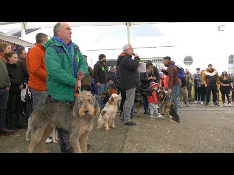 El mal tiempo no impide que cientos de personas asistan a la XLIII Feria de Perros de Camponaraya