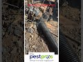 Smoking out rat burrows in DC