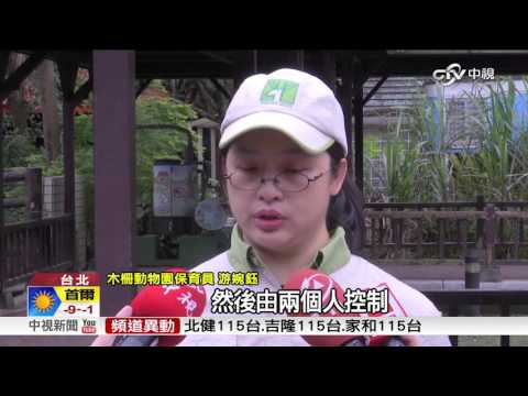 動物園清淤高手 水牛"銀河"霸氣出巡!│中視新聞20160112