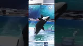 لوليتا.. رحيل أكثر الحيتان عزلة في العالم