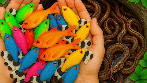 Amazing Rainbow Fish Shot… Until You See the Snake!