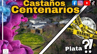 Detectamos en unos castaños centenarios I Detector de Metales en Galicia I