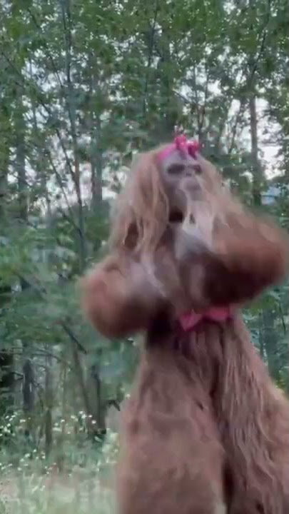 Female gorilla dancing.