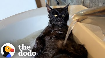 Cat Who Can’t Groom Himself Falls Asleep During Bath Time | The Dodo