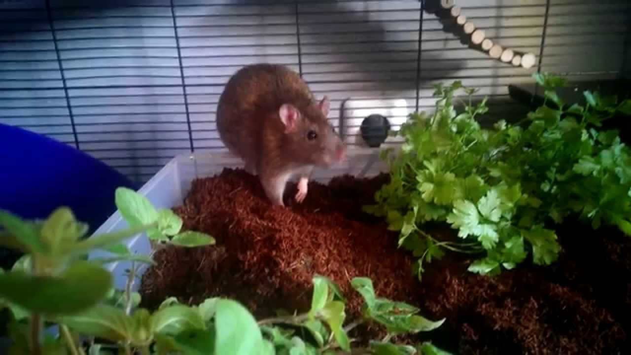 RATtitude - Pet Rat Gutenberg having fun in digging box - YouTube