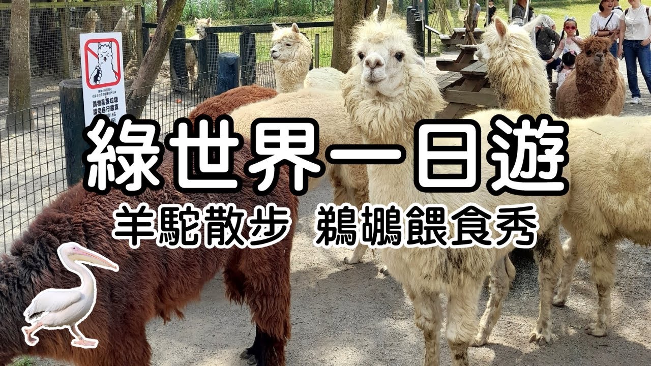 【旅行Vlog #8】我被羊駝包圍了！綠世界生態農場｜必看鵜鶘餵食秀、樹懶吃飯｜新竹一日遊｜Patterson派特森