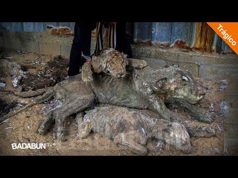 Video: Los leones marinos enfermos están poniendo en riesgo a los perros locales