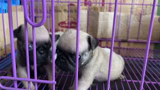 PUGLET PUPPIES by Super Marcos 66 views 9 months ago 1 minute, 43 seconds