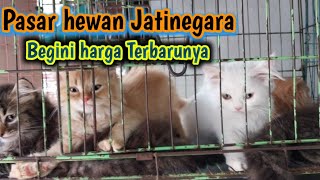 Harga Kucing Persia Di Jatinegara Terbaru❗Wajib tau yang mau adopsi