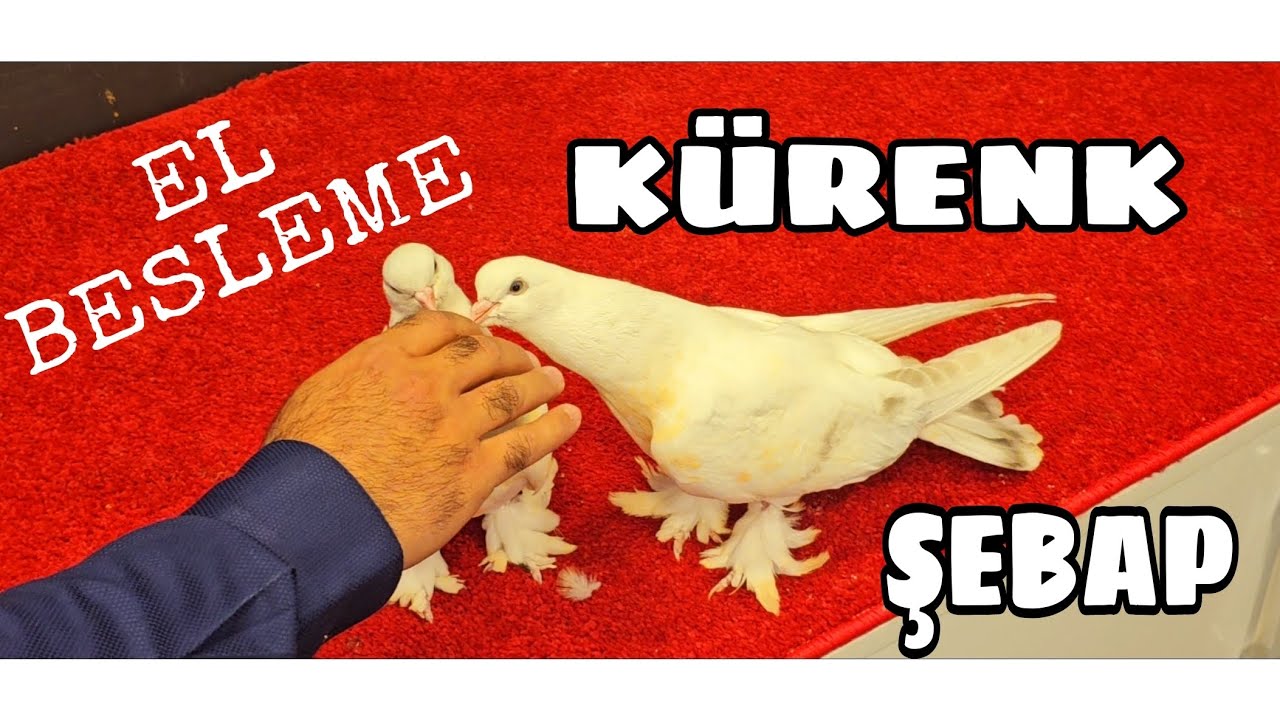 ŞEBAP KÜRENK YETİŞTİRİCİSİ MEHMET YILDIRIM KÜMESLERİ