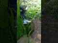 albino blue singa blue tail guppy #guppy