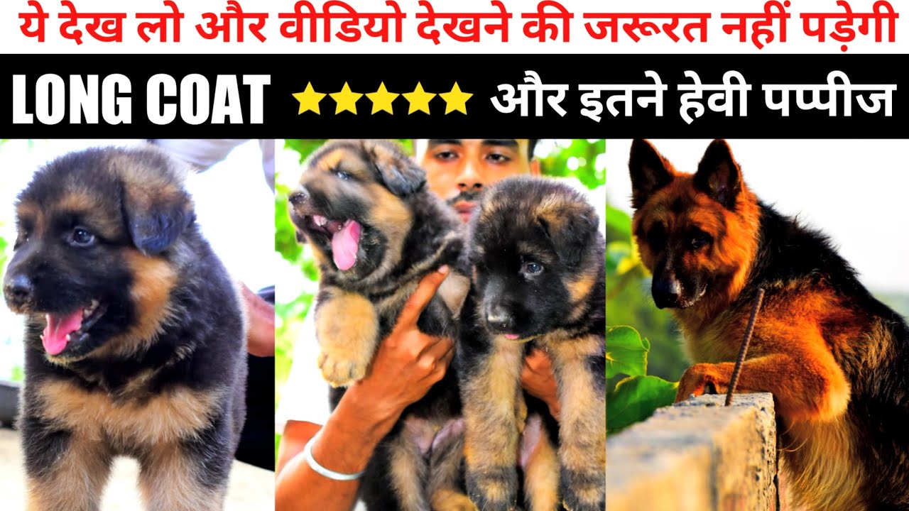 Long coat gsd puppies कितने हेवी पप्पीज है Best quality long coat