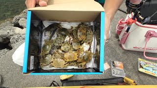 大量の蟹と烏賊で高級魚狙ってみた【ハイサイ探偵団】