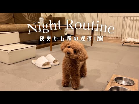 寝不足確定!まったく寝ない超大変なナイトルーティン🌙 / 凸凹トイプードル