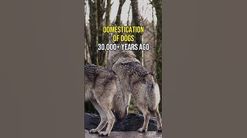 The Most Important Inventions in History #shorts #viral #2023 #history #inventions #money #video