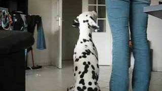 Dakota clickertraining