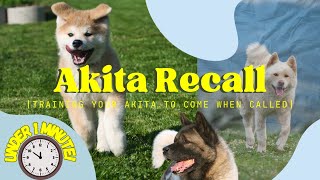 Mastering Recall: Training your AKITA to come when called  | Under 1 Minute |