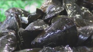 Oregon mussel harvesting closed on entire coast after over 20 people sickened