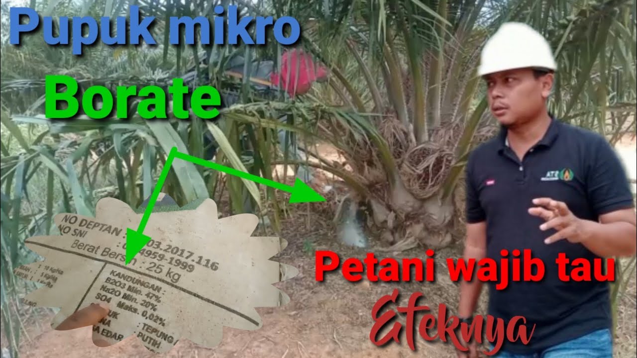kupas tuntas pupuk borate Petani banyak salah faham fungsi dan penggunaannya