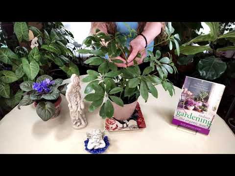 Video: Timming Schefflera Houseplants - Yuav Ua Li Cas Prune Ib tsob ntoo Schefflera