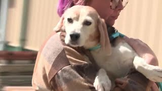 Dane County Humane Society sees final dogs make their way in Ridglan Farms