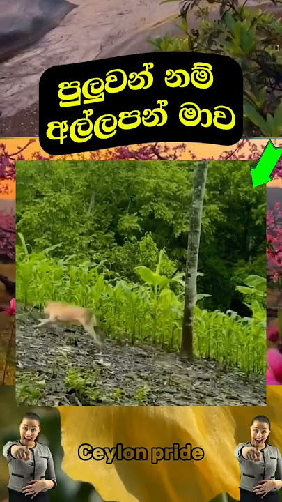 පුලුවන් නම් අල්ලපන්💯🙏🔥❤#youtubeshorts #ytshorts #viralshorts #trendingshorts #srilanka