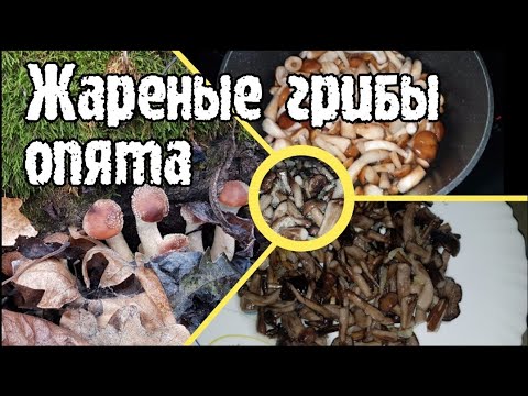 Жареные грибы опята / сбор и рецепт