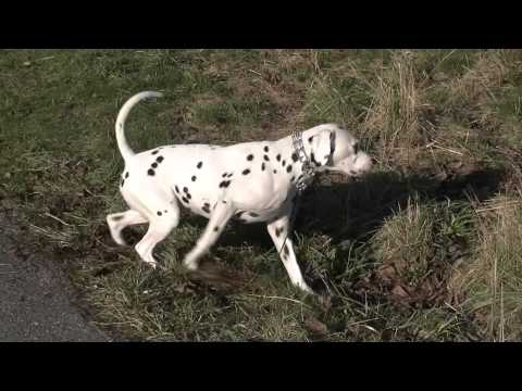 crazy!!!-a-happy-dalmatian-series---#08-nosy-(dog-training,-dog-food)