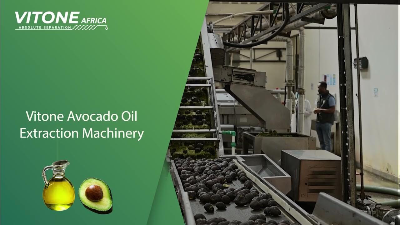 Avocado oil production Vitone Africa YouTube