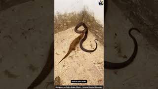 Mongoose vs Cobra Snake Attack – Intense Natural Movement #snake #wildliferescue #cobra #wildlife