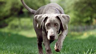 Weimaraner and Kids