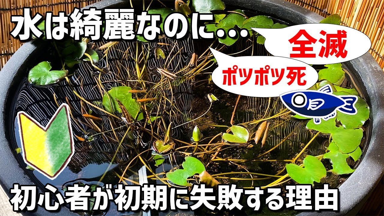 【メダカのビオトープ】初心者が飼育初期に陥る原因不明の失敗（大量死・全滅）の理由と対処方法について
