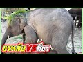 จ่อยขาหลัง❗️เจอโน4ขา😃อะไรจะเกิดขึ้น😂elephant