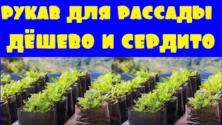 Стаканчики для рассады из рукава. Рукав для рассады. Дёшево и сердито!