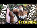 Белые грибы 🍄 Киевская Область 14.10.2020