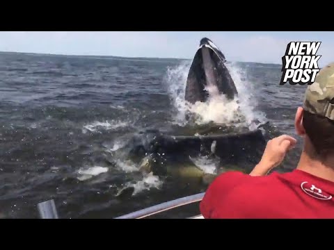 Giant whale breaches mere inches from New Jersey boaters | New York Post