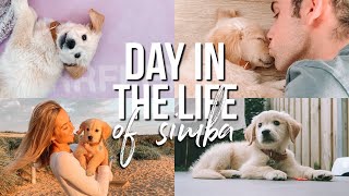 DAY IN THE LIFE of my 10weekold Golden Retriever!