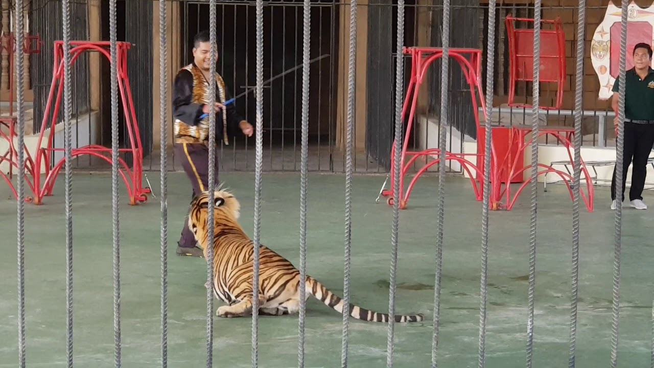 Phnom Penh Safari - Tiger Show - YouTube