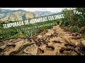 Temporada de hormigas culonas: El tesoro de Santander - TvAgro por Juan Gonzalo Angel
