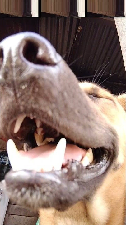 #mentahan Mentahan video Anjing ngakak