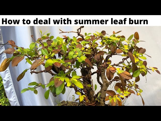 Bonsai leaf burn in summer - how to deal with it - Chinese Quince bonsai -  YouTube