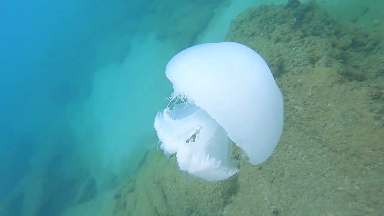 🐢❤🌊 מצאו את ההבדלים